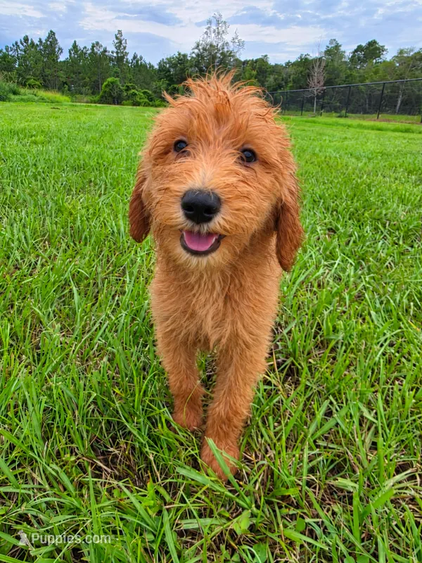 Teddy – Goldendoodle puppy for sale in Port Wentworth, GA