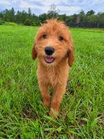 Teddy, a male Goldendoodle for sale in Port Wentworth, GA – 1 of 8