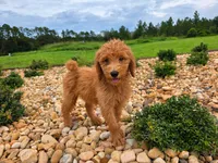 Teddy, a male Goldendoodle for sale in Port Wentworth, GA – 8 of 8