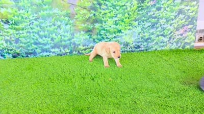 Theo, a male Labrador Retriever for sale in Port Wentworth, GA – 6 of 8
