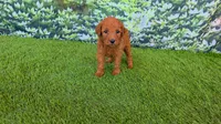 Louie, a male Goldendoodle for sale in Port Wentworth, GA – 4 of 4