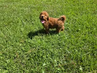 Louie, a male Goldendoodle for sale in Port Wentworth, GA – 7 of 10