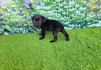 Daisy, a female Labrador Retriever for sale in Savannah, GA – 8 of 9