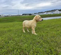 Luna, a female Labrador Retriever for sale in Port Wentworth, GA – 8 of 8
