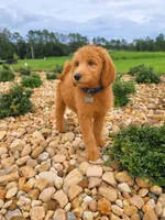 Teddy - F1 Standard, a male Goldendoodle for sale in Alpharetta, GA – 5 of 7