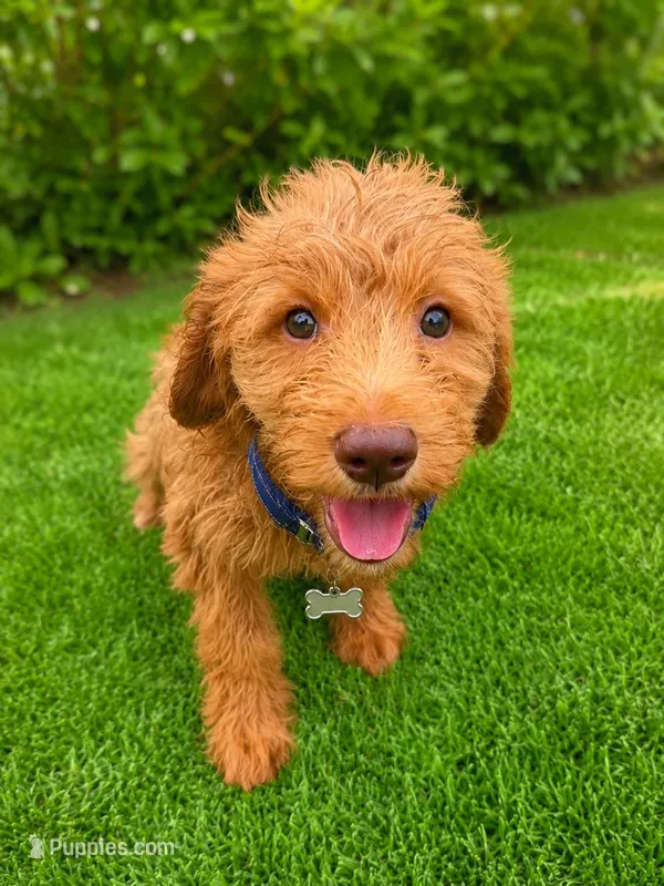 Teddy - F1 Standard – Goldendoodle puppy for sale in Alpharetta, GA