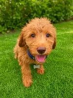 Teddy - F1 Standard, a male Goldendoodle for sale in Alpharetta, GA – 1 of 7