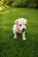 Lucy, a male Labrador Retriever for sale in Savannah, GA – 1 of 7