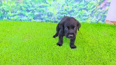 Lilly, a female Labrador Retriever for sale in Port Wentworth, GA – 2 of 10