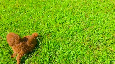 Louie, a male Goldendoodle for sale in Port Wentworth, GA – 4 of 10