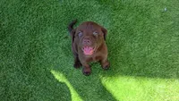 Ruby, a female Labrador Retriever for sale in Savannah, GA – 5 of 5