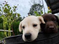 Max, a male Labrador Retriever for sale in Savannah, GA – 7 of 7