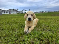 Luna, a female Labrador Retriever for sale in Port Wentworth, GA – 7 of 8