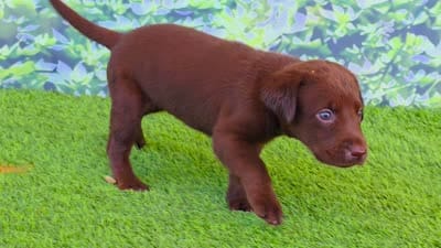 Heidi, a female Labrador Retriever for sale in Port Wentworth, GA – 4 of 8