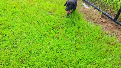 Annie, a female Labrador Retriever for sale in Port Wentworth, GA – 4 of 5