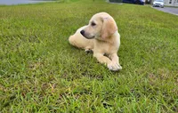 Luna, a female Labrador Retriever for sale in Port Wentworth, GA – 6 of 8