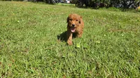 Louie, a male Goldendoodle for sale in Port Wentworth, GA – 9 of 10
