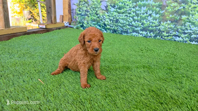 Louie – Goldendoodle puppy for sale in Savannah, GA