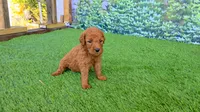 Louie, a male Goldendoodle for sale in Port Wentworth, GA – 1 of 4