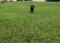 Bear, a male Labrador Retriever for sale in Savannah, GA – 3 of 6