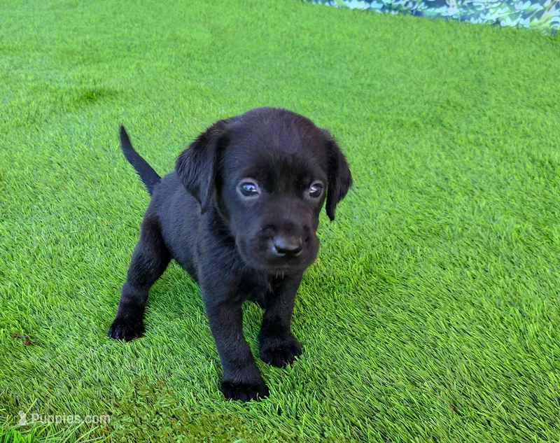 Daisy – Labrador Retriever puppy for sale in Savannah, GA
