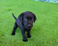Daisy, a female Labrador Retriever for sale in Savannah, GA – 1 of 9