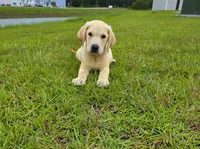Nova, a female Labrador Retriever for sale in Port Wentworth, GA – 6 of 8