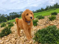 Teddy - F1 Standard, a male Goldendoodle for sale in Alpharetta, GA – 7 of 7