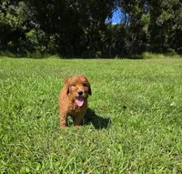 Louie, a male Goldendoodle for sale in Port Wentworth, GA – 10 of 10