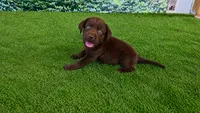 Ruby, a female Labrador Retriever for sale in Savannah, GA – 1 of 5