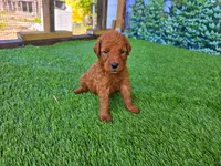 Millie, a female Goldendoodle for sale in Port Wentworth, GA – 6 of 8