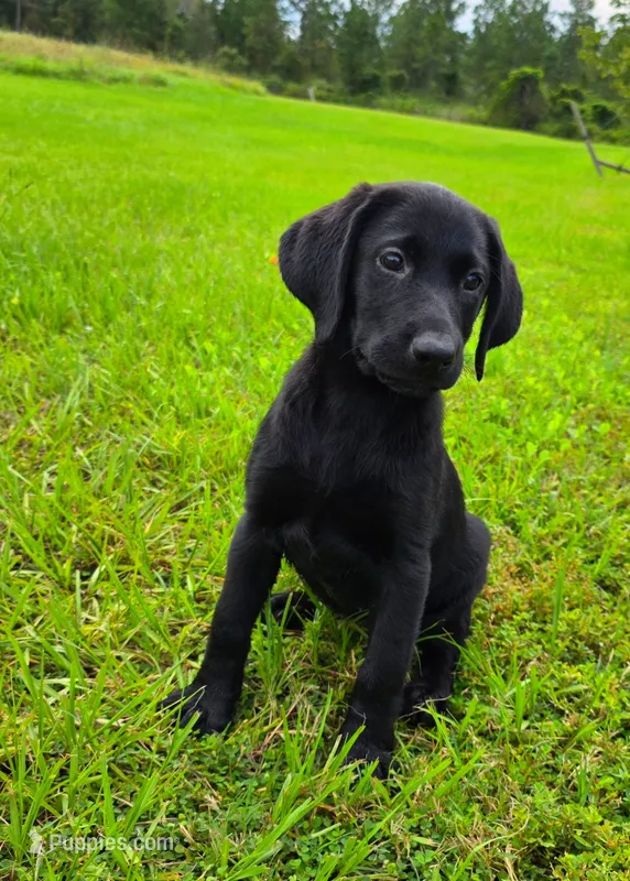 Annie – Labrador Retriever puppy for sale in Port Wentworth, GA