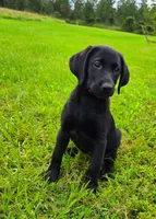 Annie, a female Labrador Retriever for sale in Port Wentworth, GA – 1 of 5