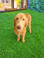 Benny, a male Labradoodle for sale in Port Wentworth, GA – 3 of 4