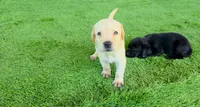 Milo, a male Labrador Retriever for sale in Savannah, GA – 5 of 6