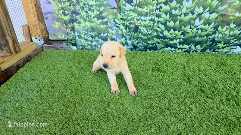 Kira – Labrador Retriever puppy for sale in Port Wentworth, GA