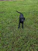 Luna, a female Labrador Retriever for sale in Savannah, GA – 5 of 10