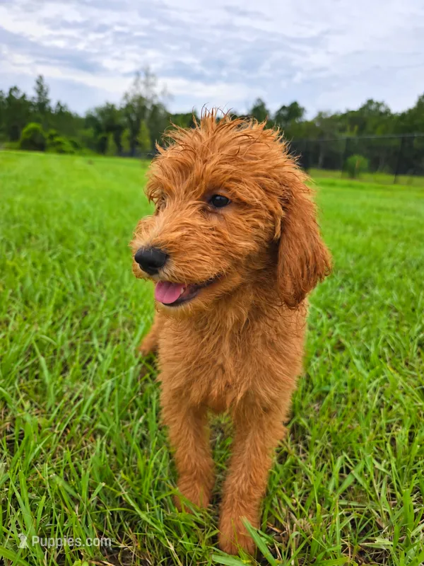 Teddy – Goldendoodle puppy for sale in Port Wentworth, GA