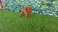 Millie, a female Goldendoodle for sale in Port Wentworth, GA – 5 of 8