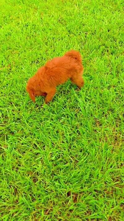 Teddy, a male Goldendoodle for sale in Port Wentworth, GA – 4 of 8