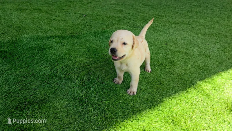 Rosie – Labrador Retriever puppy for sale in Savannah, GA