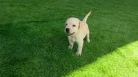 Rosie, a female Labrador Retriever for sale in Savannah, GA – 1 of 5
