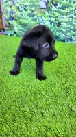 Daisy, a female Labrador Retriever for sale in Savannah, GA – 3 of 9