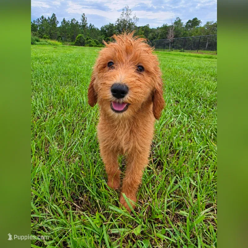 Daisy – Goldendoodle puppy for sale in Port Wentworth, GA