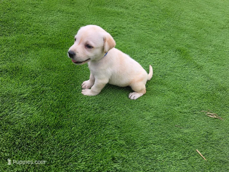 Max – Labrador Retriever puppy for sale in Savannah, GA