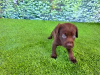 Benny, a male Labrador Retriever for sale in Savannah, GA – 4 of 5