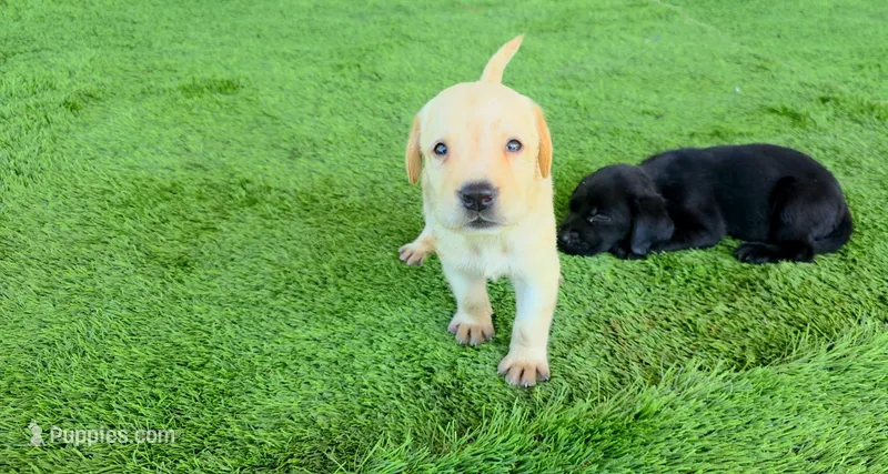 Kira – Labrador Retriever puppy for sale in Port Wentworth, GA