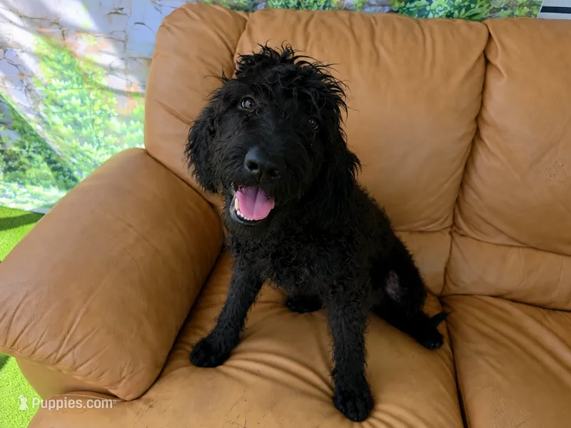 Sadie – Labradoodle puppy for sale in Port Wentworth, GA