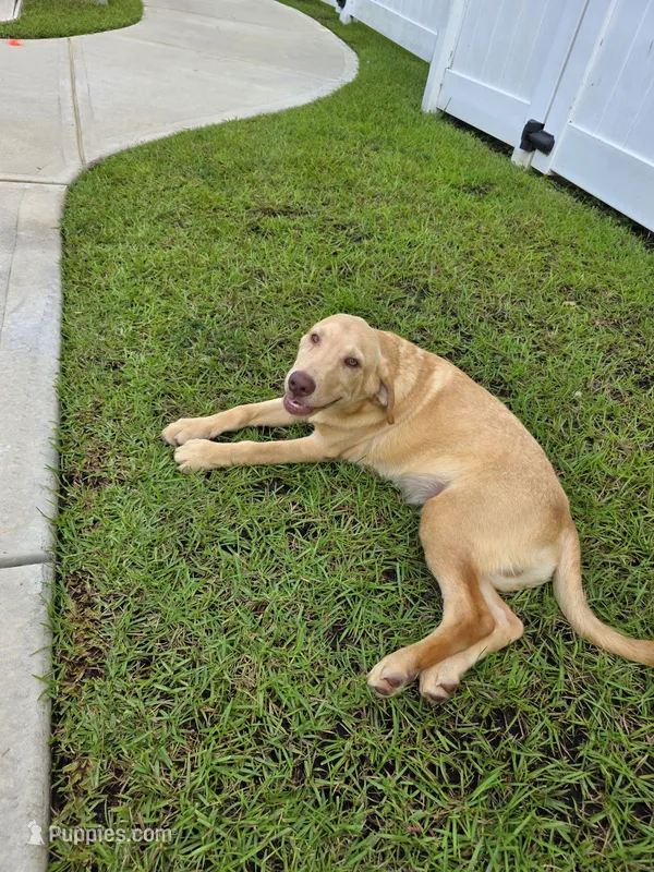 Max – Labrador Retriever puppy for sale in Port Wentworth, GA
