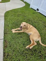 Max, a male Labrador Retriever for sale in Port Wentworth, GA – 3 of 6